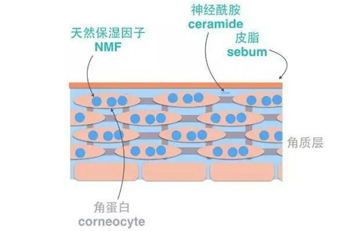 敏感肌修复肌肤屏障屡次失败，原因竟然是缺少了它