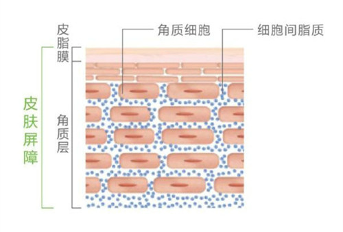 真正读懂肌肤屏障，敏感肌护肤，轻松又愉快