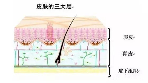 什么是敏感肌肤的肌肤屏障？源自护肤基础知识普及时间