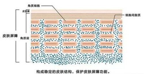 敏感肌如何快速修复肌肤屏障？不要再自毁长城了