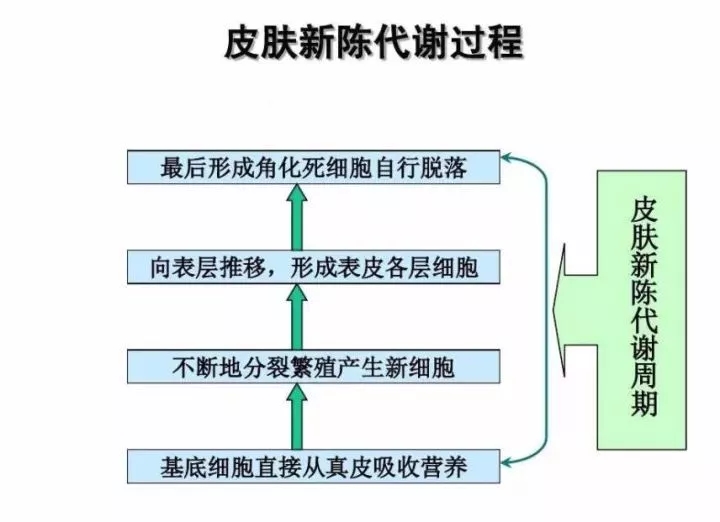 28天修护霜，轻轻一抹，重回健康肌肤，效果堪比“换肤”！