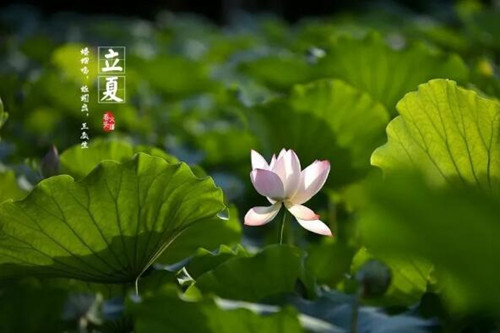 立夏到了，节气立夏是什么意思？夏至和立夏又有何不同?