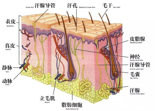 脱毛仪真的能实现永久脱毛吗？激光除毛靠谱吗？