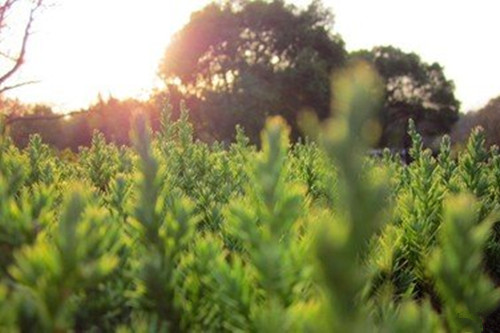 今日大暑：蝉声起，夏正浓，一年中最热的时候到来了